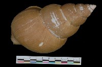 藏品(瓠瓜峨螺)的圖片